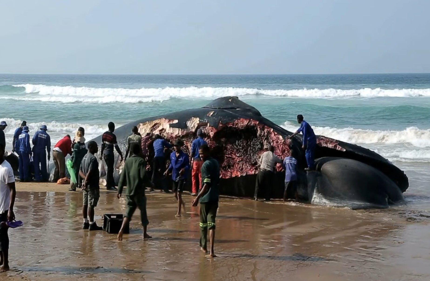 blue whale south africa bitten in half